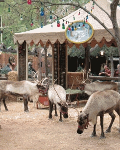 Santa's Reindeer Round-up Poster