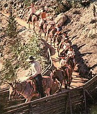 Rainbow Ridge Pack Mules Poster